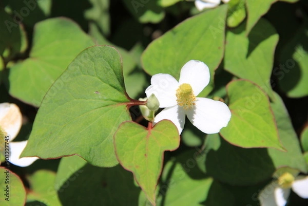Fototapeta 「ドクダミ」の花と葉