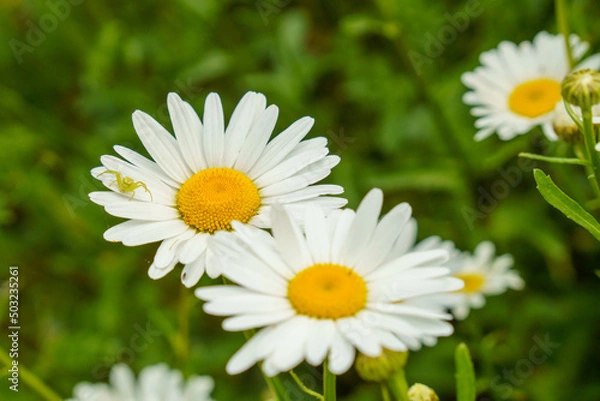 Obraz 白く可愛いヒナギクの花