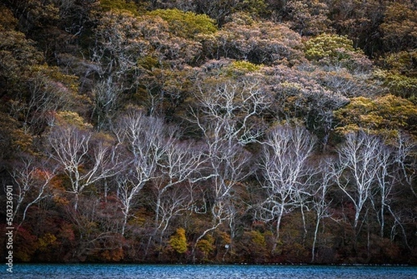 Fototapeta 赤城山小沼湖畔のダケカンバ