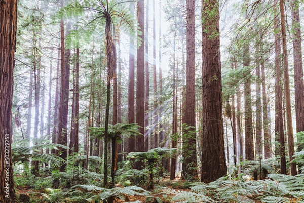 Obraz forest in the morning