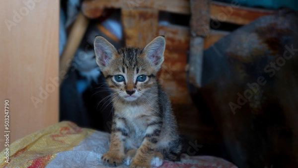 Obraz A little kitten, homeless cat sitting in the storage room looking at the camera.