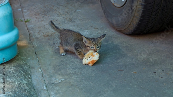 Obraz A little cat holds a large piece of bread in its mouth on the pavement.