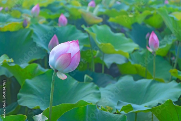 Obraz Lotus or Lilies, Nelumbo nucifera in the midst of green leaves in the pond.