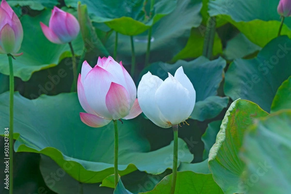 Obraz Lotus or Lilies, Nelumbo nucifera, Pink-white is blooming and beside each other is white lotus fading among the green leaves in the pond..