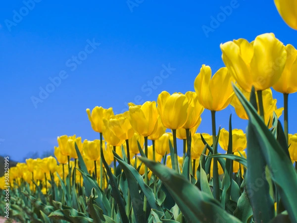 Obraz 青空と満開の黄色いチューリップ