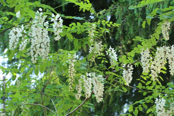 Obraz 木漏れ日が明るい森の中、白と緑のコントラストを見せるたくさんの花をつけたニセアカシアの木の風景