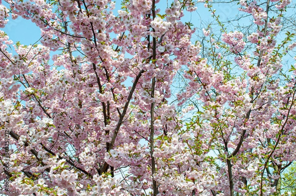 Obraz cherry blossoms against the blue spring sky
