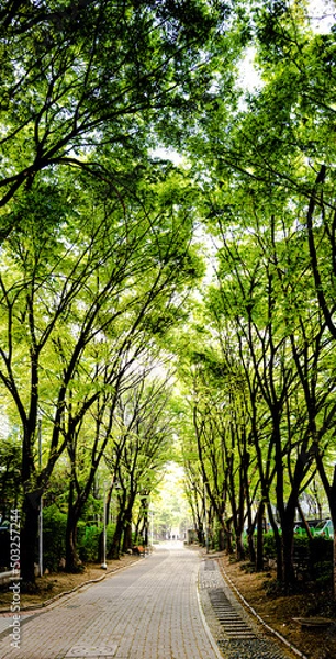 Obraz a greenish morning