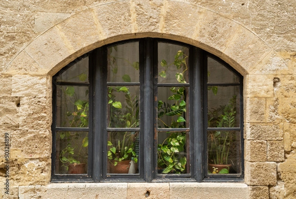 Obraz Plants in window