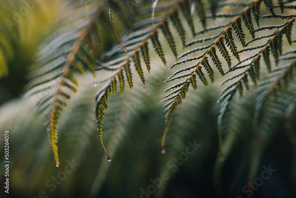 Fototapeta fern frond with rain drops on its leaves, at extremely shallow depth of field