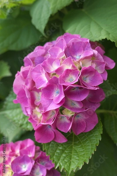 Fototapeta あじさい