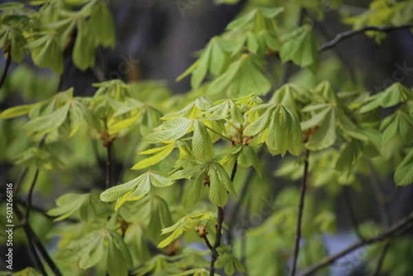 Fototapeta green to pour on a tree in spring