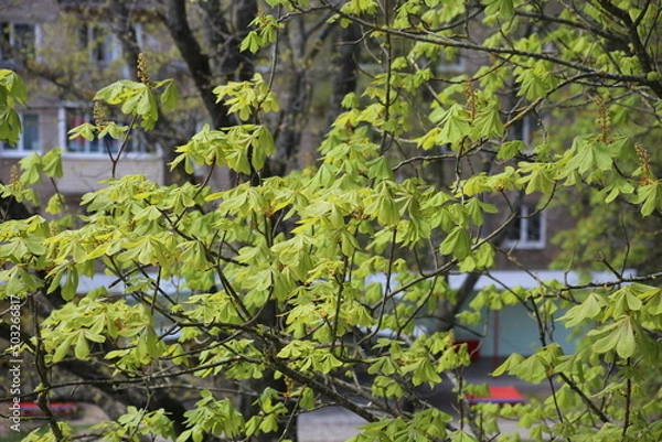 Fototapeta green to pour on a tree in spring