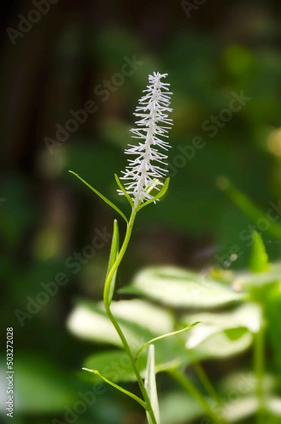 Obraz 山野草・白糸草