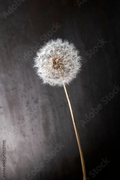Obraz 蒲公英綿毛
