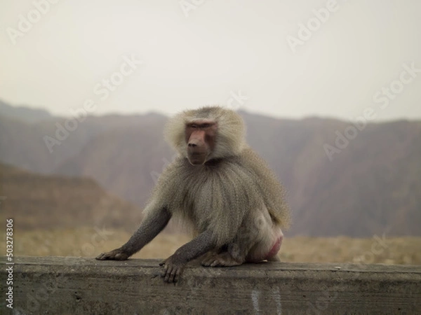 Obraz baboon sitting on a rock