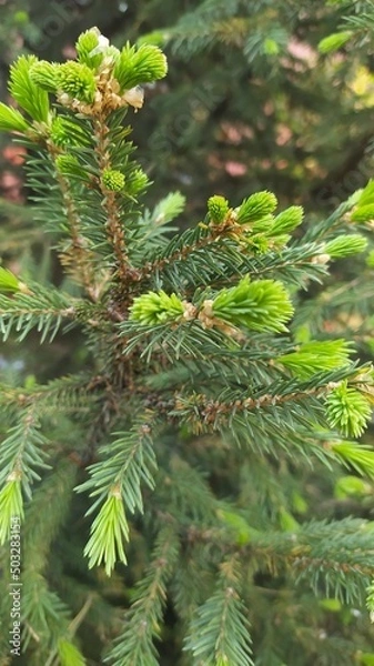Fototapeta pine needles