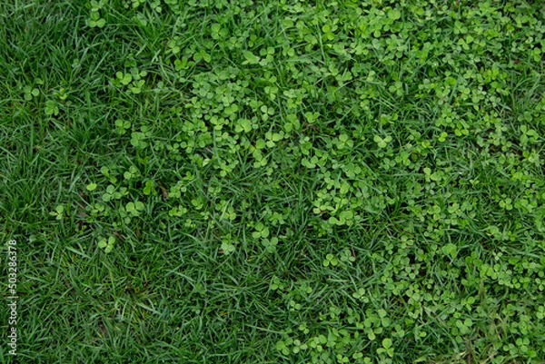Obraz clover meets grass, grass and glover gradient