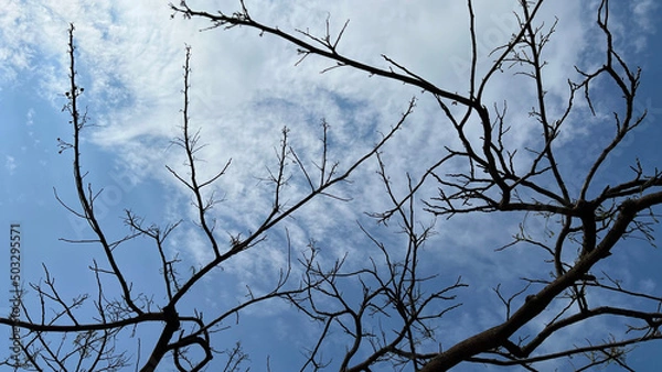 Obraz branches against blue sky