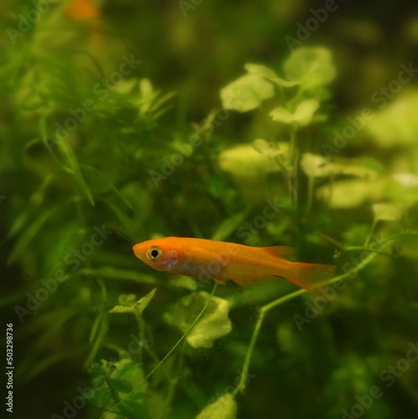 Fototapeta 楊貴妃メダカ