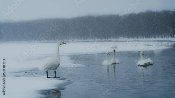 Fototapeta 屈斜路湖　阿寒湖　摩周湖　白鳥　北海道　網走　能取岬　弟子屈