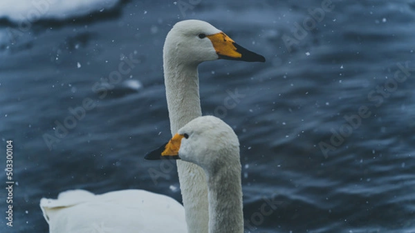 Fototapeta 屈斜路湖　阿寒湖　摩周湖　白鳥　北海道　網走　能取岬　弟子屈