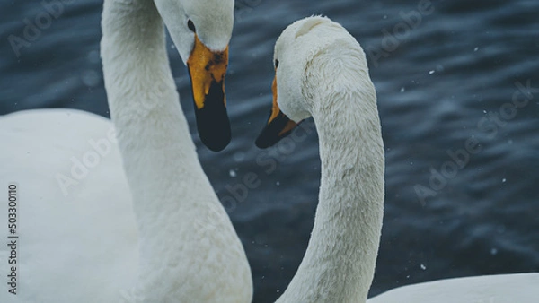 Fototapeta 屈斜路湖　阿寒湖　摩周湖　白鳥　北海道　網走　能取岬　弟子屈