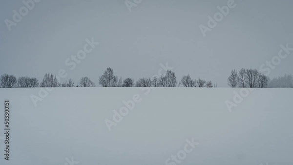 Fototapeta 屈斜路湖　阿寒湖　摩周湖　白鳥　北海道　網走　能取岬　弟子屈