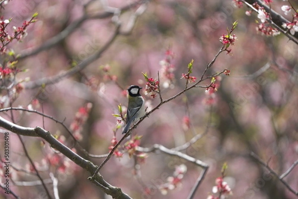 Fototapeta 赤梅の花の蜜を吸いに来たシジュウカラ