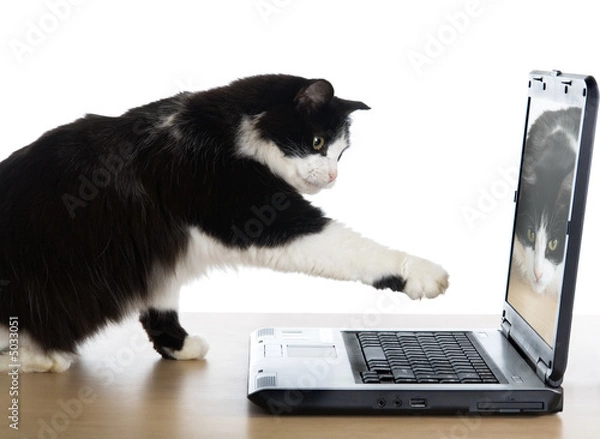 Obraz Cat pulls a paw to the laptop