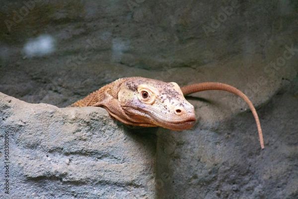 Fototapeta lizard on a stone