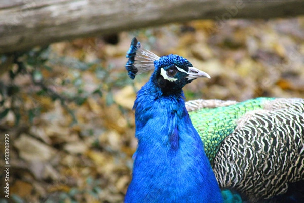 Obraz portrait of a peacock