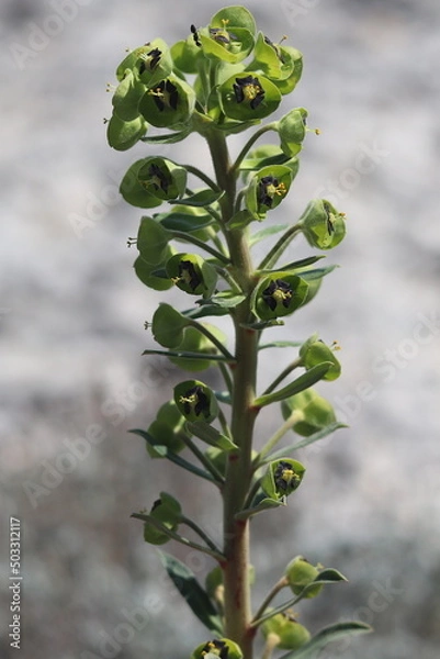 Obraz flowers on a tree