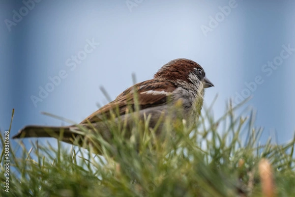 Fototapeta Sperling Passeridae