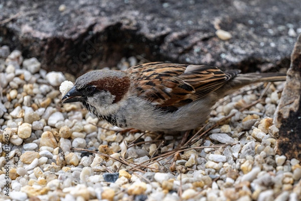 Fototapeta Sperling Passeridae