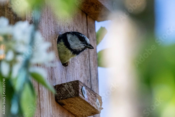 Obraz Kohlmeise Parus major