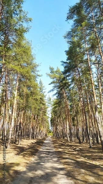 Obraz Хвойный лес