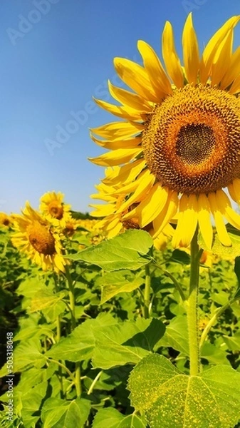 Obraz Подсолнухи