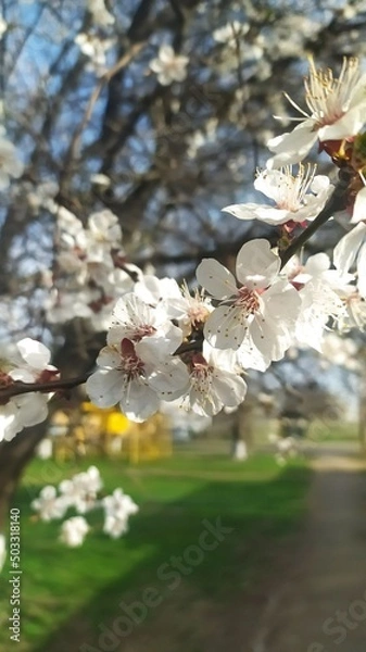 Obraz Внесение цветы