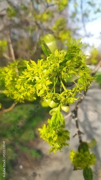 Fototapeta Внесение цветы