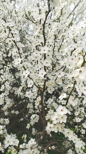 Obraz Внесение цветы