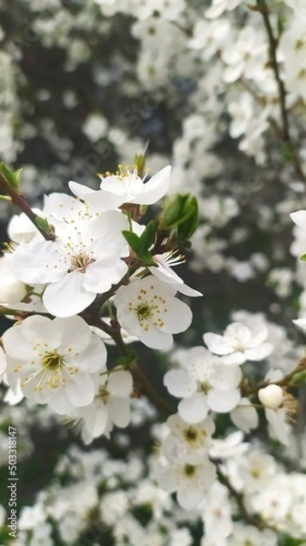 Obraz Внесение цветы