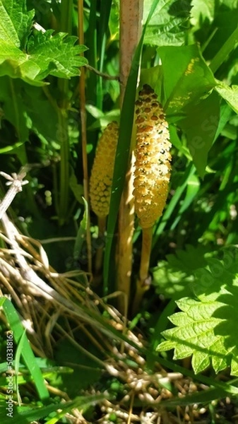 Obraz Внесение цветы