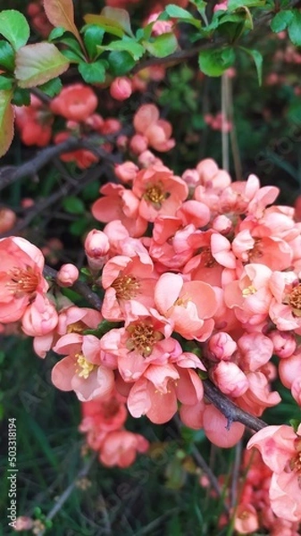 Obraz Внесение цветы