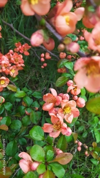 Obraz Внесение цветы