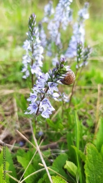 Obraz Внесение цветы