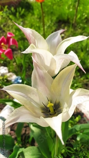 Obraz Внесение цветы