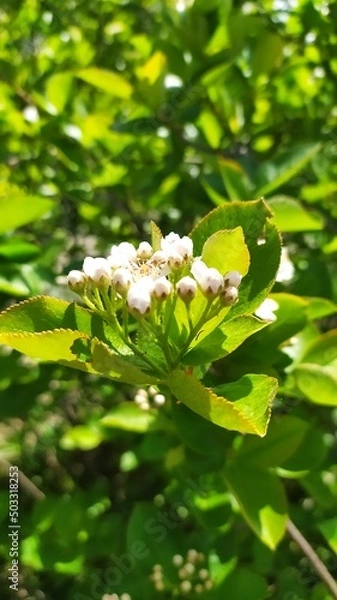 Obraz Внесение цветы