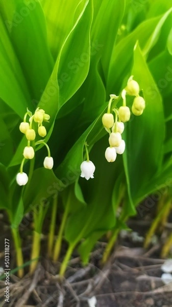 Obraz Внесение цветы