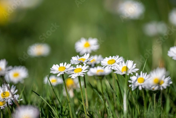 Fototapeta Gänseblümchen
